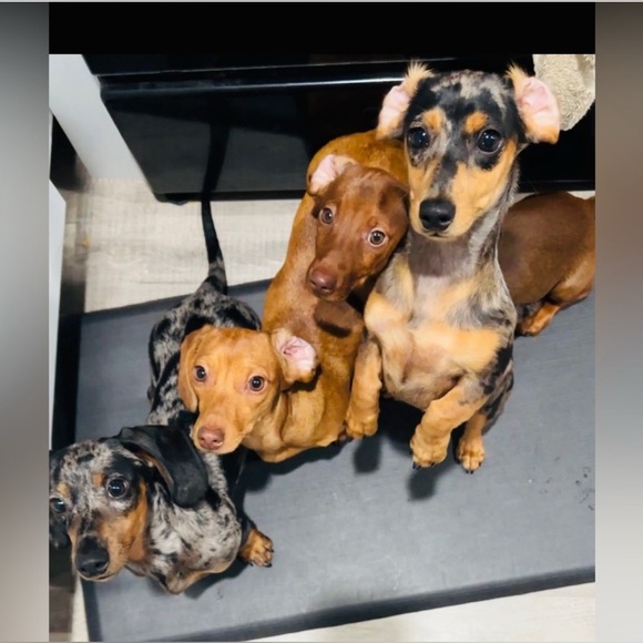 NEW Doxie-Rex T - Picture 9 of 12